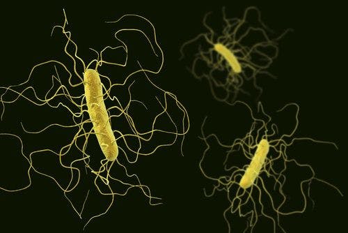 Probiotic Proves Deadly Against Clostridium Difficile