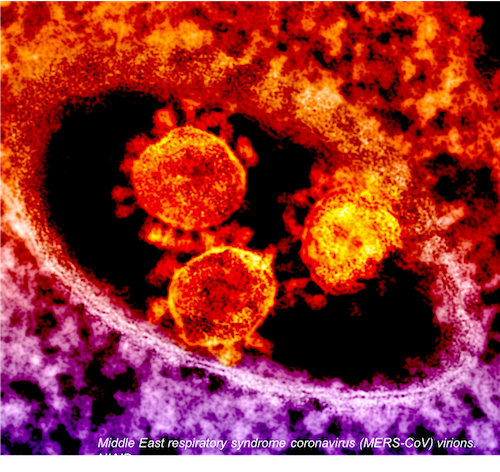 Recently Discovered Coronavirus Shows Potential for Cross-Species Transmission