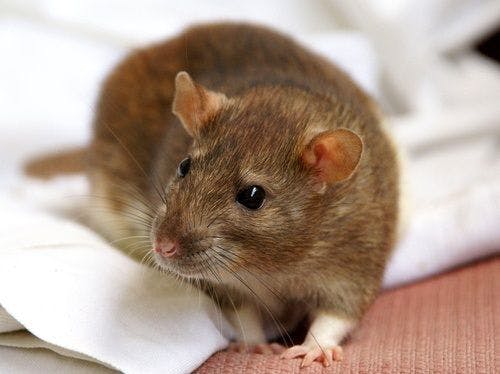 First Case of Rat Hepatitis E Virus Identified in Human