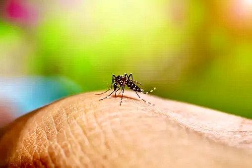 Mosquito | Image Credits: Unsplash
