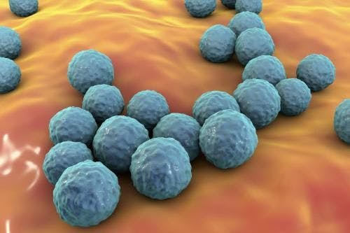 Management Bundle Lowers Mortality in Enterococcal Bloodstream Infections