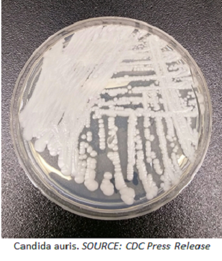 Addressing the Growing Problem of Resistant Fungi