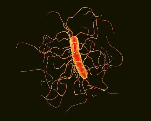 Bacteriocin Nisin Active Against C. Diff in Fecal Fermentation Model