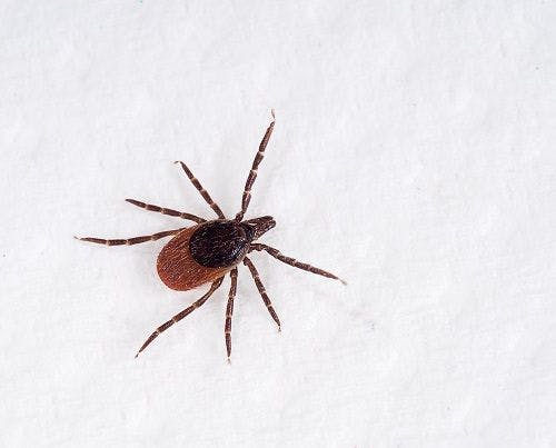 Investigators Discover How Ticks Reproduce Powassan Virus in Salivary Glands