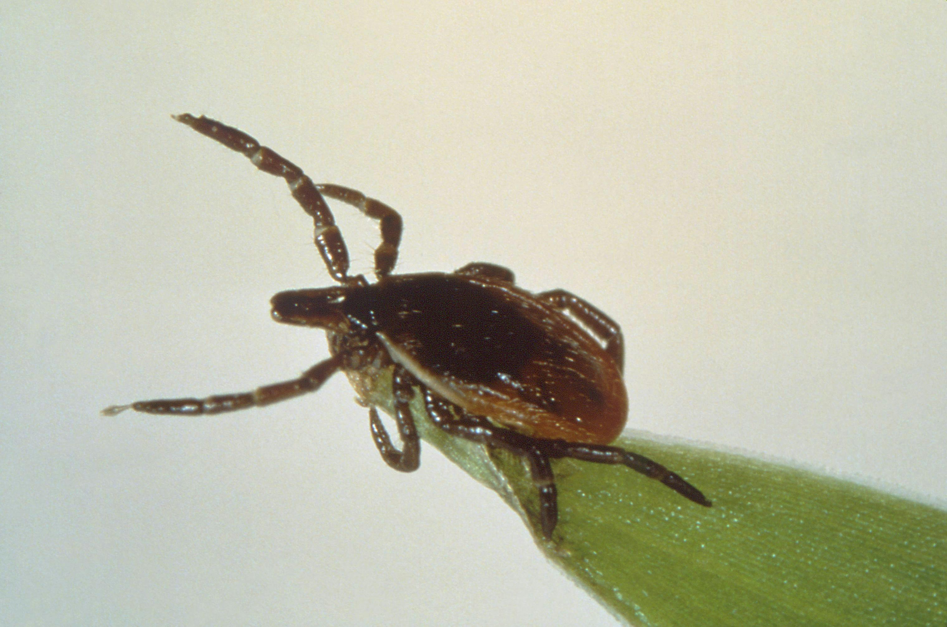 This deer tick, or blacklegged tick, Ixodes scapularis, as it was questing on a blade of grass. The Lyme disease bacterium, Borrelia burgdorferi, is spread through the bite of infected ticks. The blacklegged tick spreads the disease in the northeastern, mid-Atlantic, and northcentral United States, while the western blacklegged tick, Ixodes pacificus, spreads the disease on the Pacific Coast. Photo credit: CDC