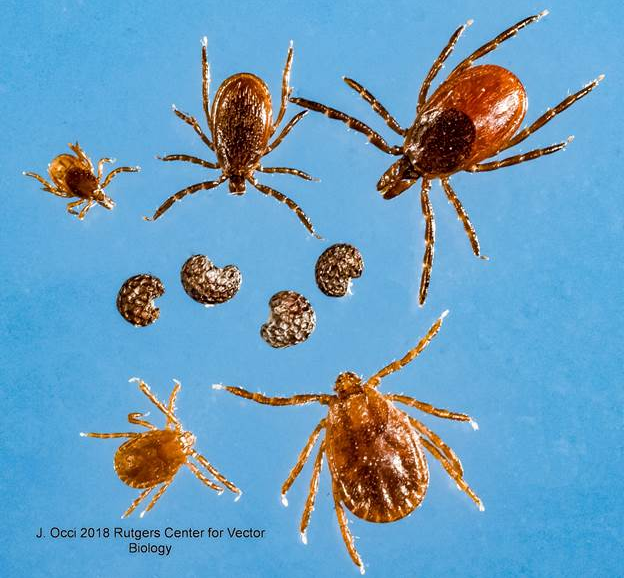 New Aggressive Tick Species Is Spreading Through the United States