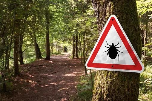 The Surge in Lyme Disease Reports