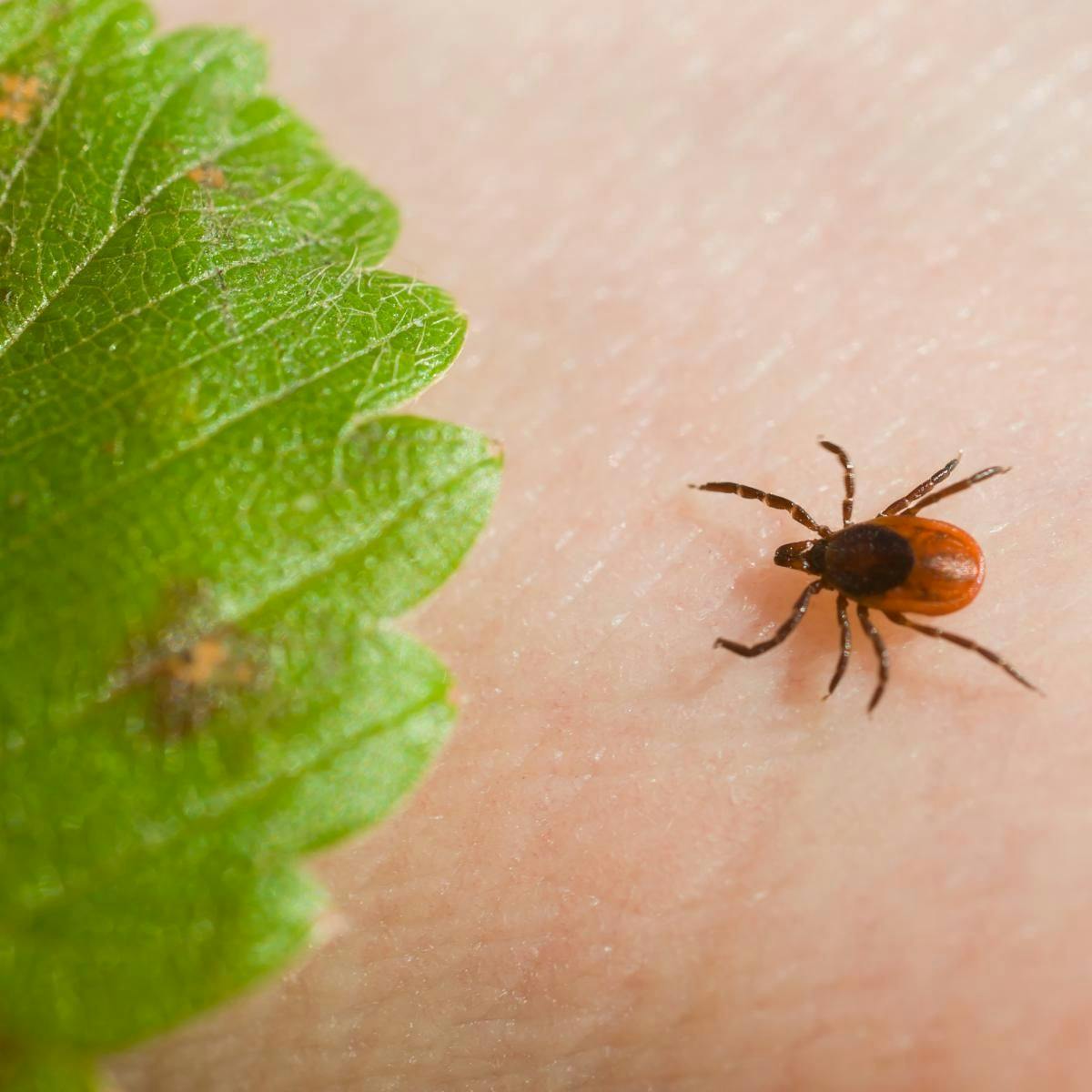 Vector-Borne Disease Cases Have Tripled in the United States Since 2004