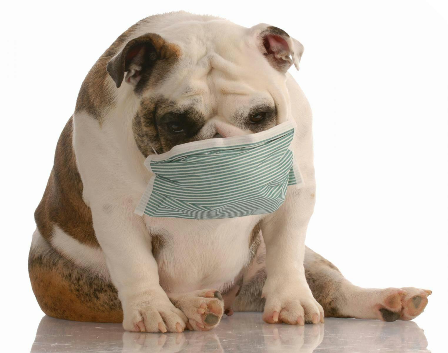 CDC Recommendations for Coronavirus Home Isolation with Pets