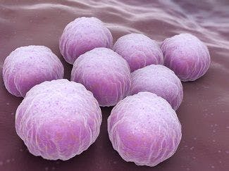 Vaginal Microbiome May Protect Women From Chlamydia