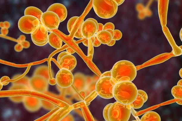 Study Reveals Transmission of Candida auris from Adults to Children in Maryland Hospital