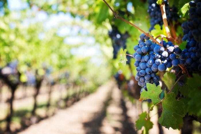Infected Mice Found in Pressed Grapes Leads to Oropharyngeal Tularemia Outbreak