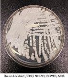 Combination Therapy Key to Treating Invasive Candida auris Infections