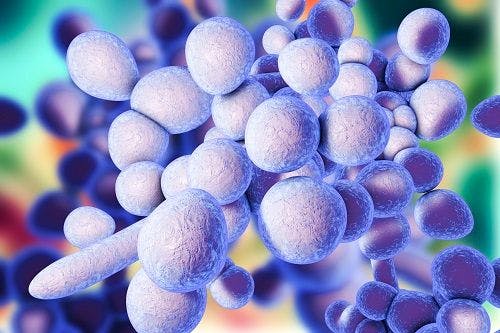 Candida auris Outbreak Continues in New York