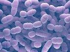 Disease-Causing Bacteria Creatively Manipulate Hosts to Increase Chance of Survival