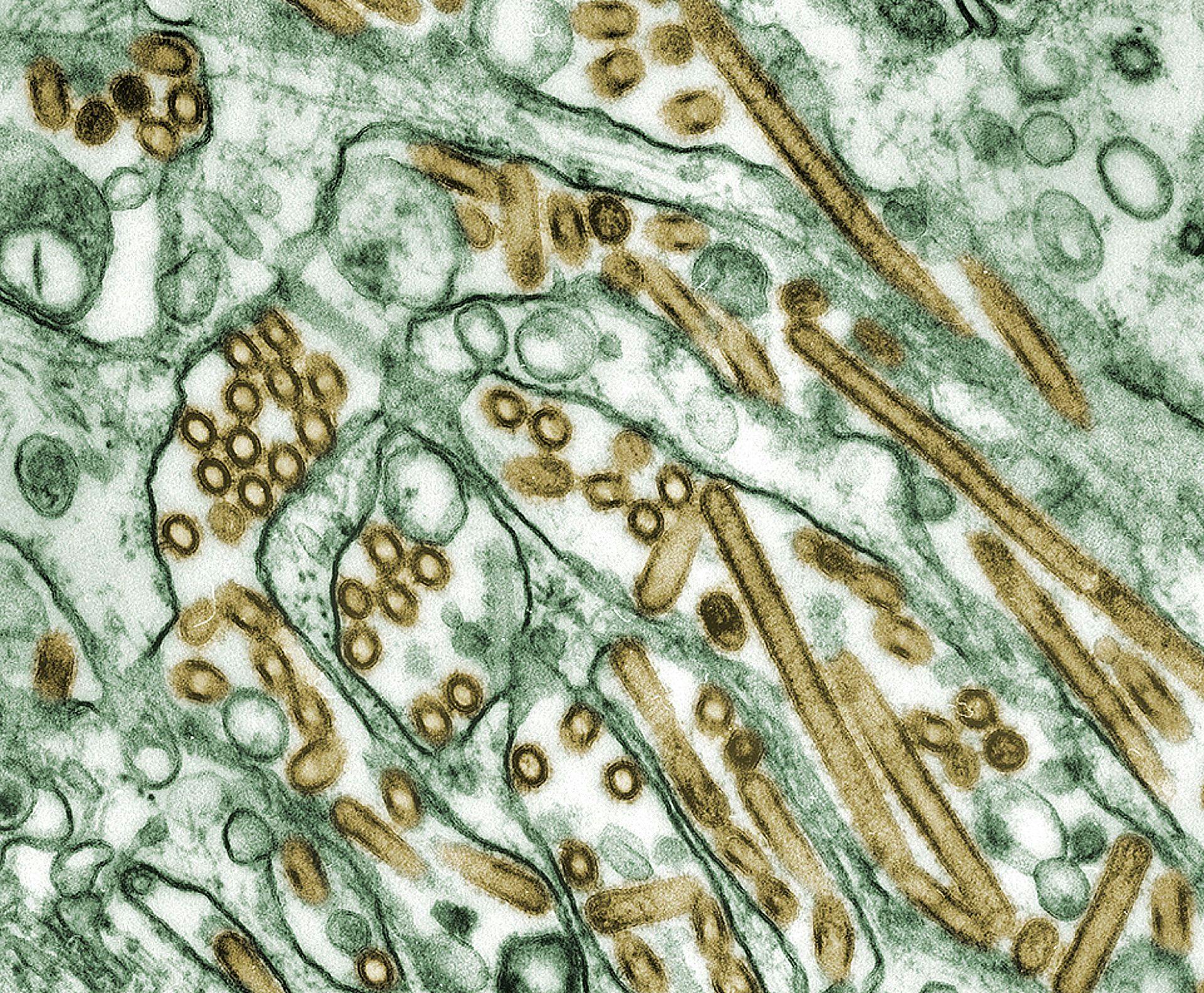 Colorized transmission electron micrograph of Avian influenza A H5N1 viruses (seen in gold) grown in MDCK cells (seen in green).

Photo Credit: Cynthia Goldsmith Content Providers: CDC/ Courtesy of Cynthia Goldsmith; Jacqueline Katz; Sherif R. Zaki