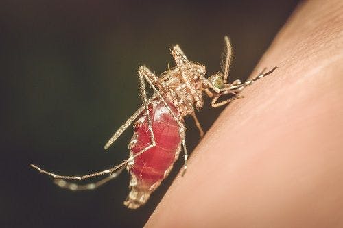 2018 West Nile Virus Season Begins