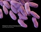 Key Risk Factors for Patient-to-Patient Transmission of Drug-Resistant Bacterium