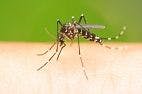 Which Mosquito-borne Virus is it?