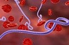 Ebola Infection May Provide Partial Immunity to Other Filoviruses