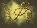 Ebola May Have Found Another Place to Hide Out: The Lungs