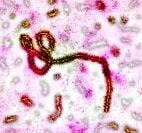 "Trojan Horse" Strategy Uses Bispecific Antibodies to Block Ebola from Invading Cells