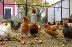 Keeping Backyard Flock Owners Safe after Recent Salmonella Outbreaks