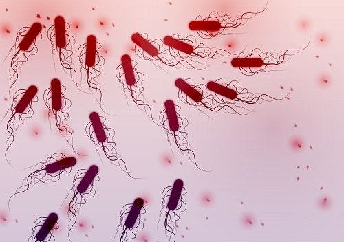 Drug-Resistant Shiga Toxin-Producing Escherichia coli Cases Increasing