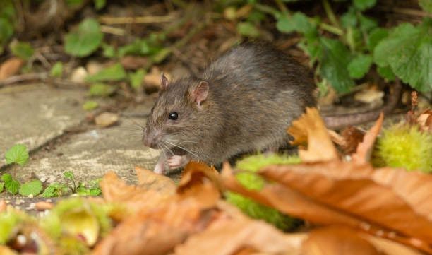 Rise in Leptospirosis Cases in New York City