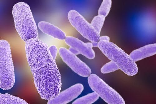 Researchers Discover More Strains of Klebsiella Bacteria Cause HAIs Than Previously Thought