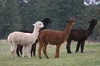 Treatment for MERS May Be Discovered Through Alpacas