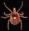Emerging Tick-borne Pathogens Highlight the Need for Constant Surveillance