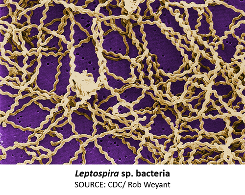 New Analysis Identifies 30 New Species of Leptospira