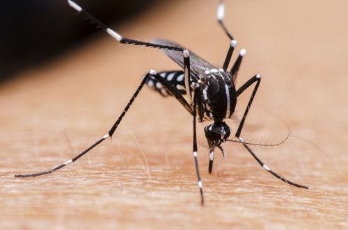 Imiquimod May Stop Mosquito-Borne Viruses in their Tracks