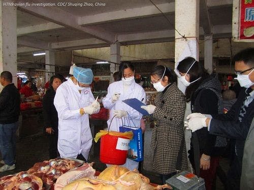 No Change in Human-to-Human H7N9 Transmission Risk Over Time