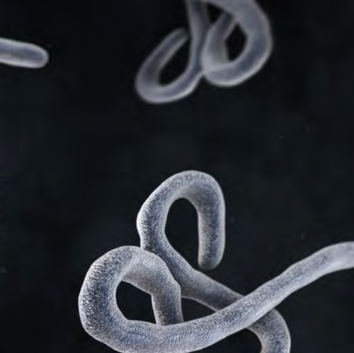 10 Key Pillars to an Effective Ebola Response