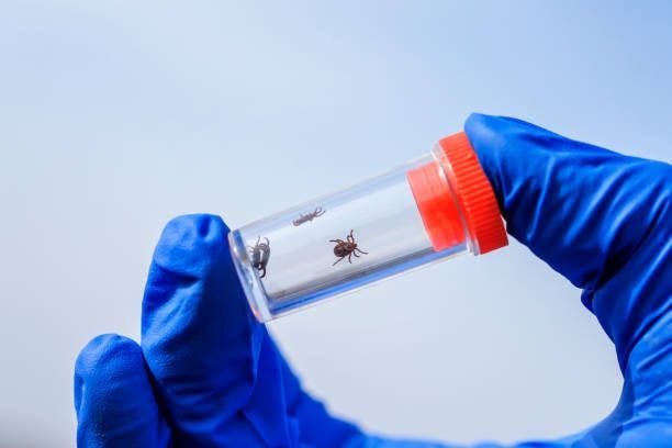 Lyme Disease Prevention Test Targets Future Tick Control Methods