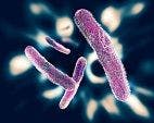Drug-resistant Shigella Infection Risk Among Men Who have Sex with Men 