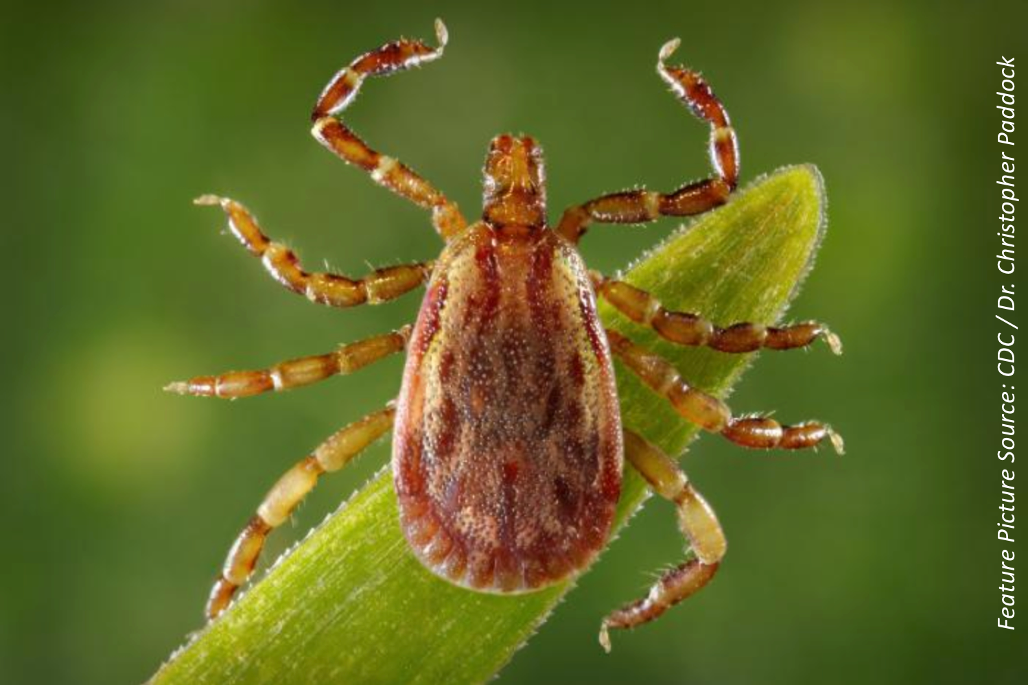 Brown Dog Tick Causes RMSF Epidemic in Mexico, Could Spread Stateside