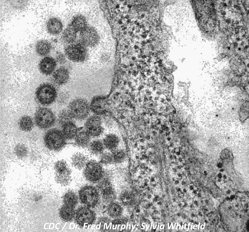 Junin Virus Vaccine Antibodies Can Also Fight Machupo Virus