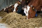 Challenges Ahead as FDA Updates Rules on Antibiotic Use in Agriculture