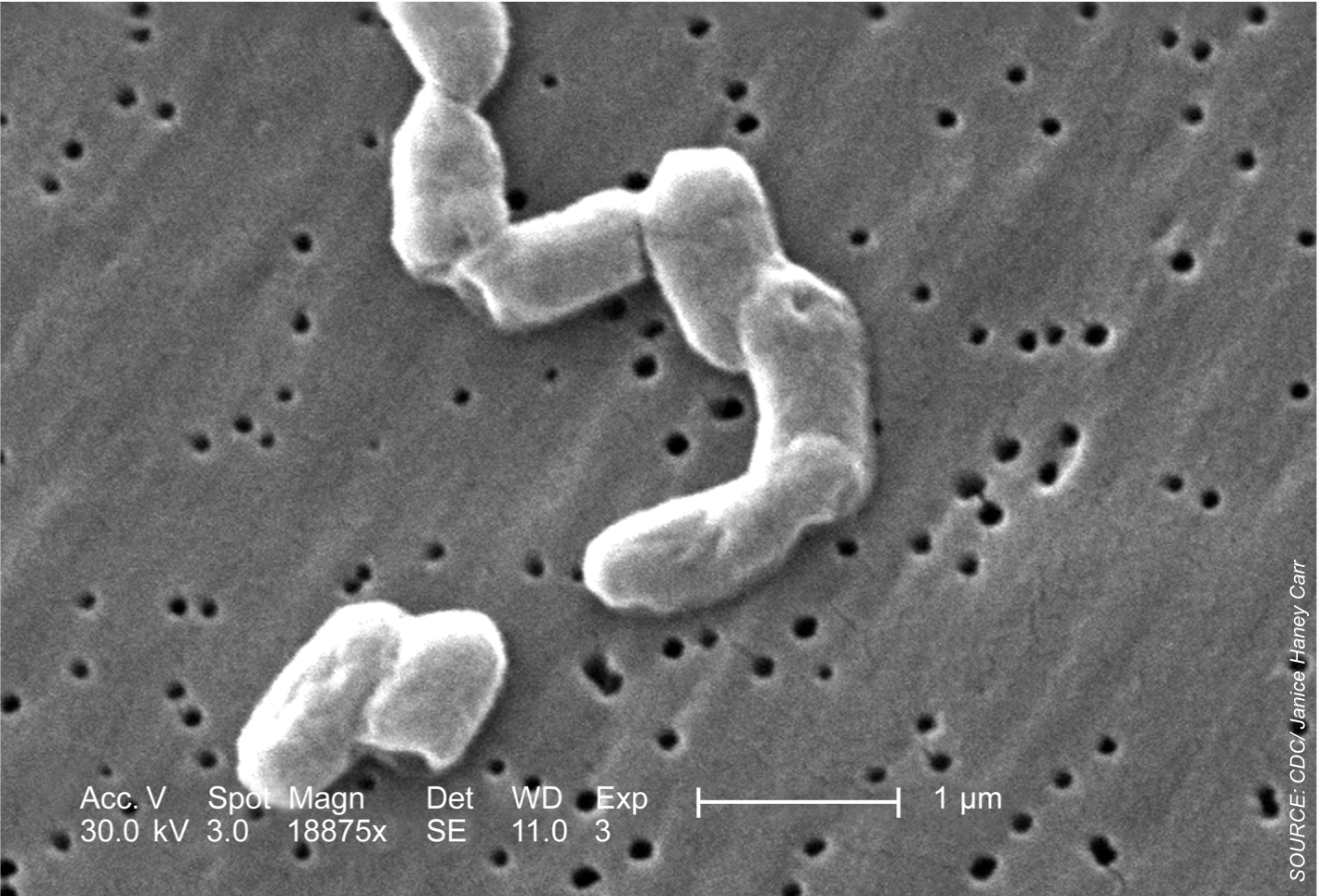 Salmonella Studies: New Drug-Resistant Strain, Effective Control Measure