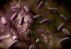 Salmonella May Spread Further by Becoming Less Virulent