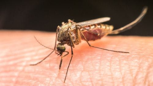Brazil Lifts National Zika Emergency Status