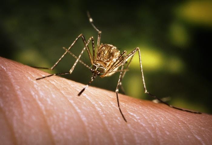Accelerated Vaccine Dosing Schedule Approved for Japanese Encephalitis