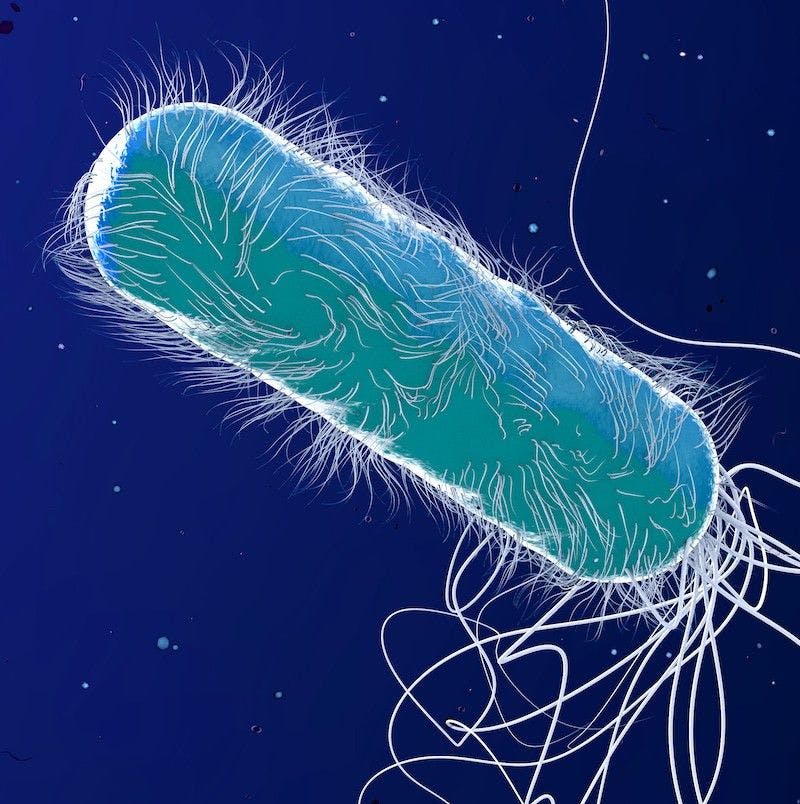 Pseudomonas aeruginosa is a bacterial pathogen that can be highly resistant to antibiotics. 