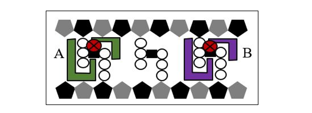 Peptidoglycan (white circles) cross-linked within the cell wall (grey and black pentagons) to provide structure. Penicillin-binding proteins (PBP; green and purple shapes) assist with the peptidoglycan cross-linking (transpeptidation) process.



A. Ceftaroline and ertapenem inhibit PBP1 (green) to disrupt peptidoglycan cross-linking

B. Cefazolin, ceftaroline, nafcillin, and oxacillin inhibit PBP2 (purple) to disrupt peptidoglycan cross-linking