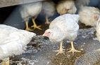 Multidrug-resistant Bacteria Found in Chickens in India