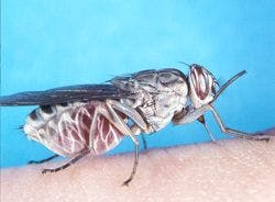 Sleeping Sickness Investigational Therapy Demonstrates up to 95% Efficacy 