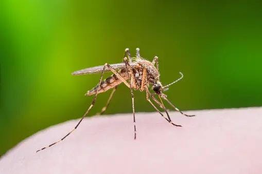 Mosquito | Image Credits